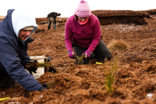 250313 Sisk planting near Richmond 050