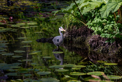 Herron in enviroment