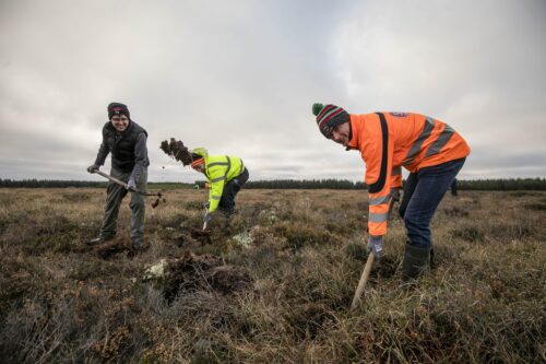 Sisk Bog Restoration02